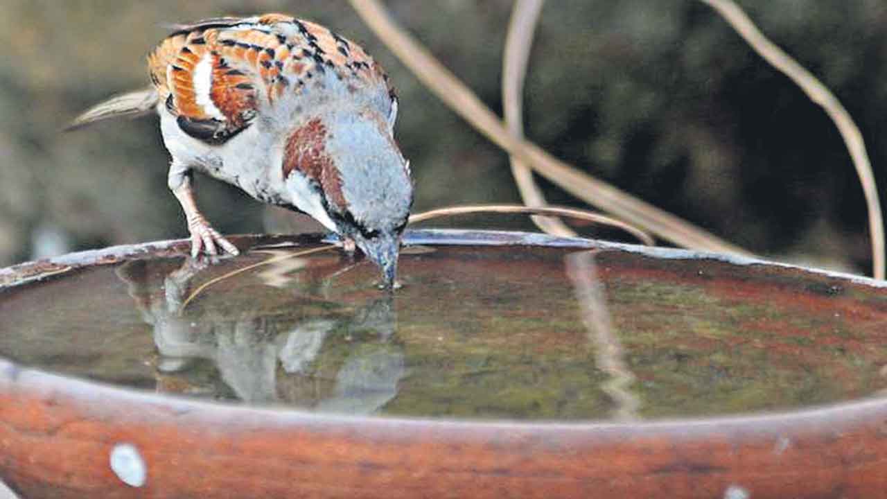 చిన్న ప్రాణులకు పెద్ద సాయం