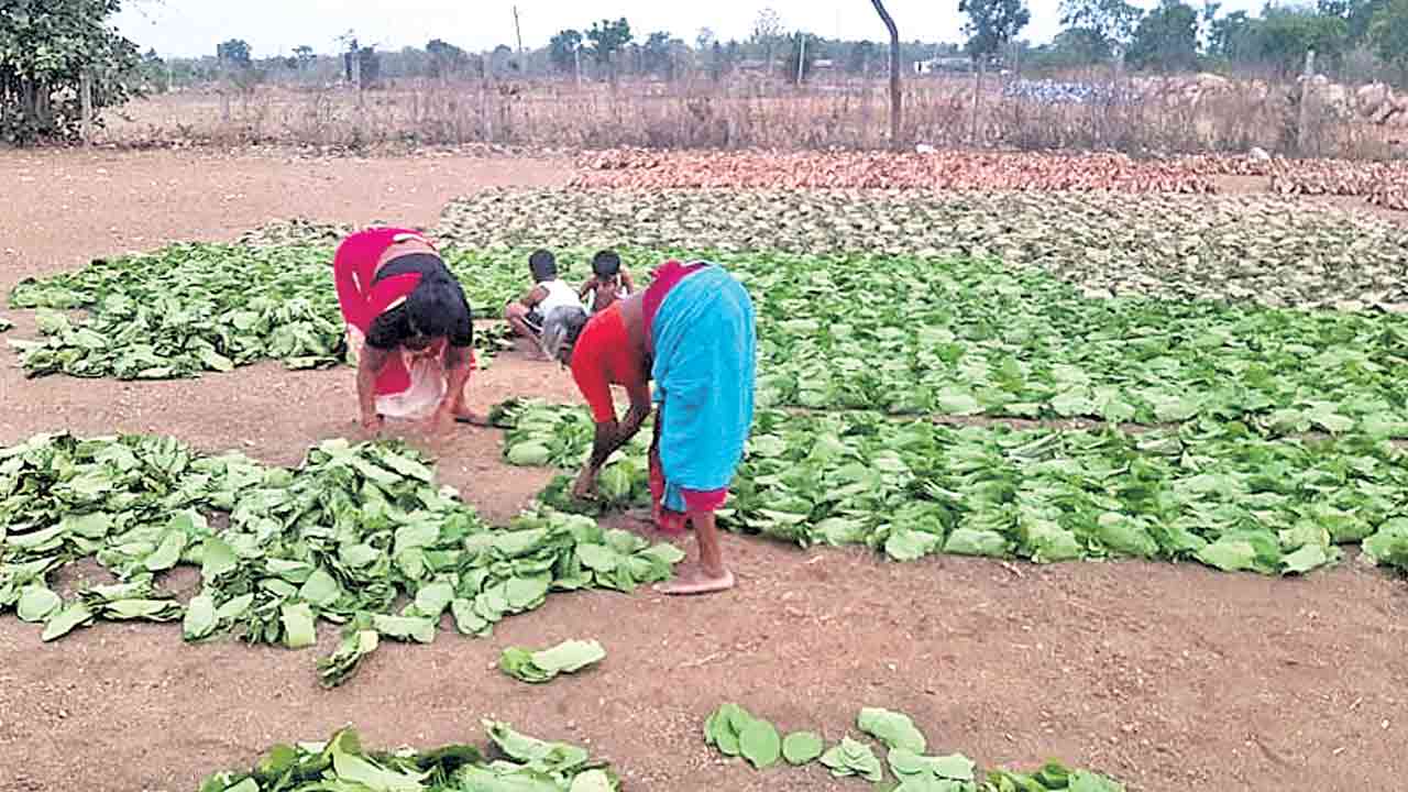 తునికాకు సేకరణతో చేతినిండా పని