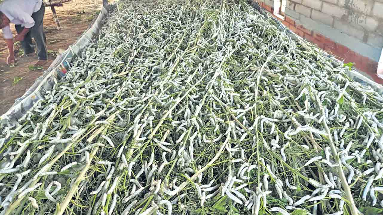 లాభాల పట్టు