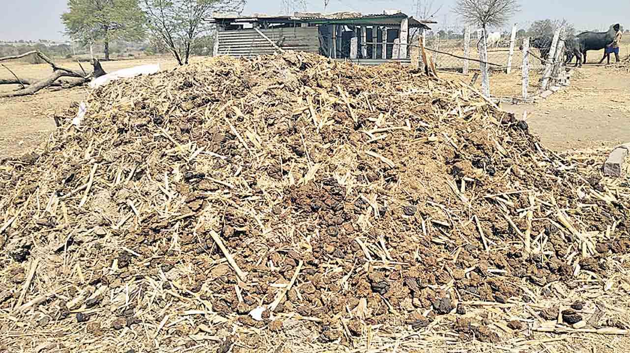 పశువుల ఎరువు.. పంటకు మేలు