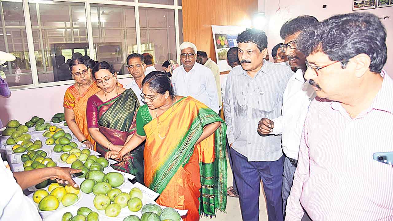 వాతావరణ మార్పులకు అనుగుణంగా మామిడి సాగుపై ప్రయోగాలు