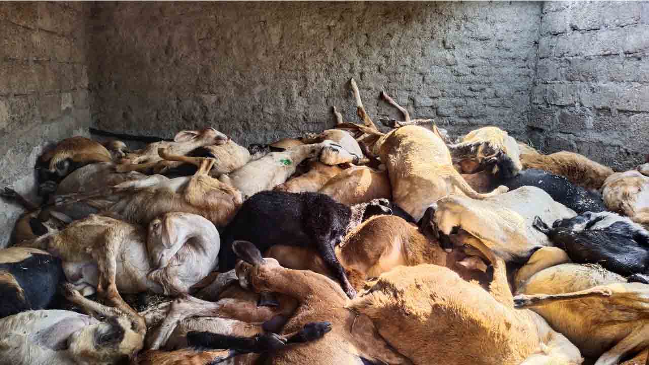 ఊపిరాడ‌క 60 గొర్రెలు మృతి.. య‌జ‌మాని తీవ్ర దిగ్ర్భాంతి