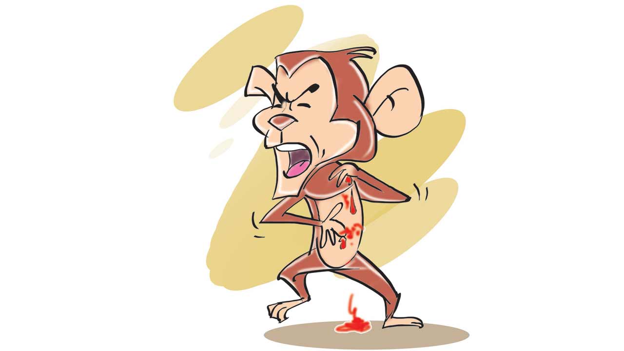 కోతికి పుండైతే గోకా.. నాకా!