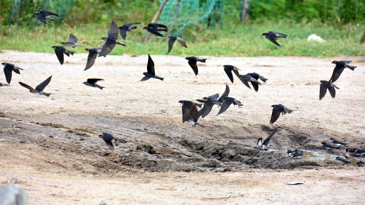 పక్షుల గుంపు దాహం తీర్చుకుంటూ..