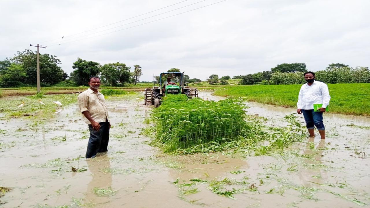 పచ్చిరొట్ట.. దిగుబడిలో దిట్ట