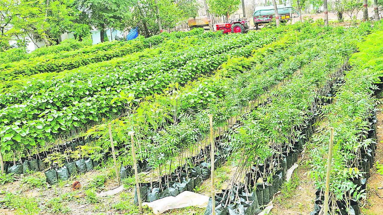 హరితహారానికి గ్రేటర్‌ ప్రణాళికలు