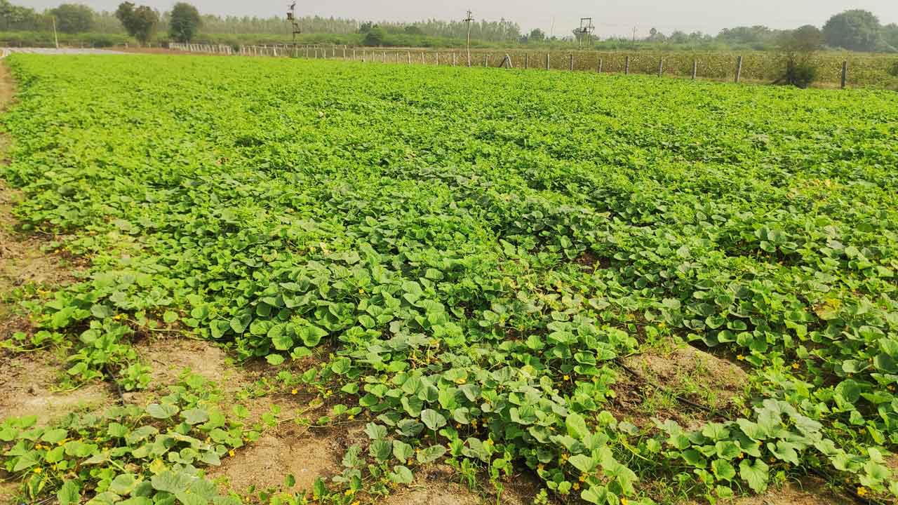 సంప్రదాయానికి స్వస్తి కూరగాయలతో దోస్తీ