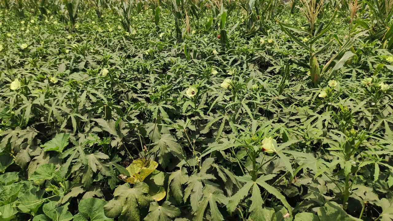 లాభాల బెండ ఆదాయం లక్షణంగా