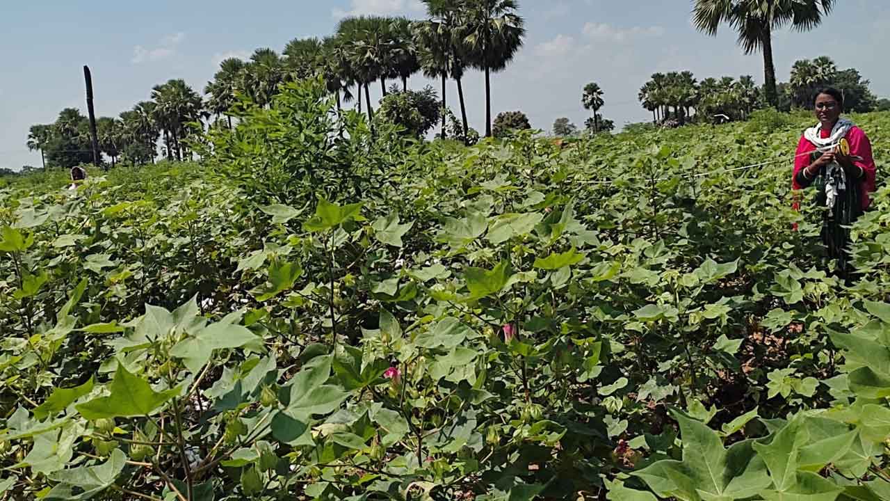 కొత్త పత్తితో ఒకేసారి కాత..