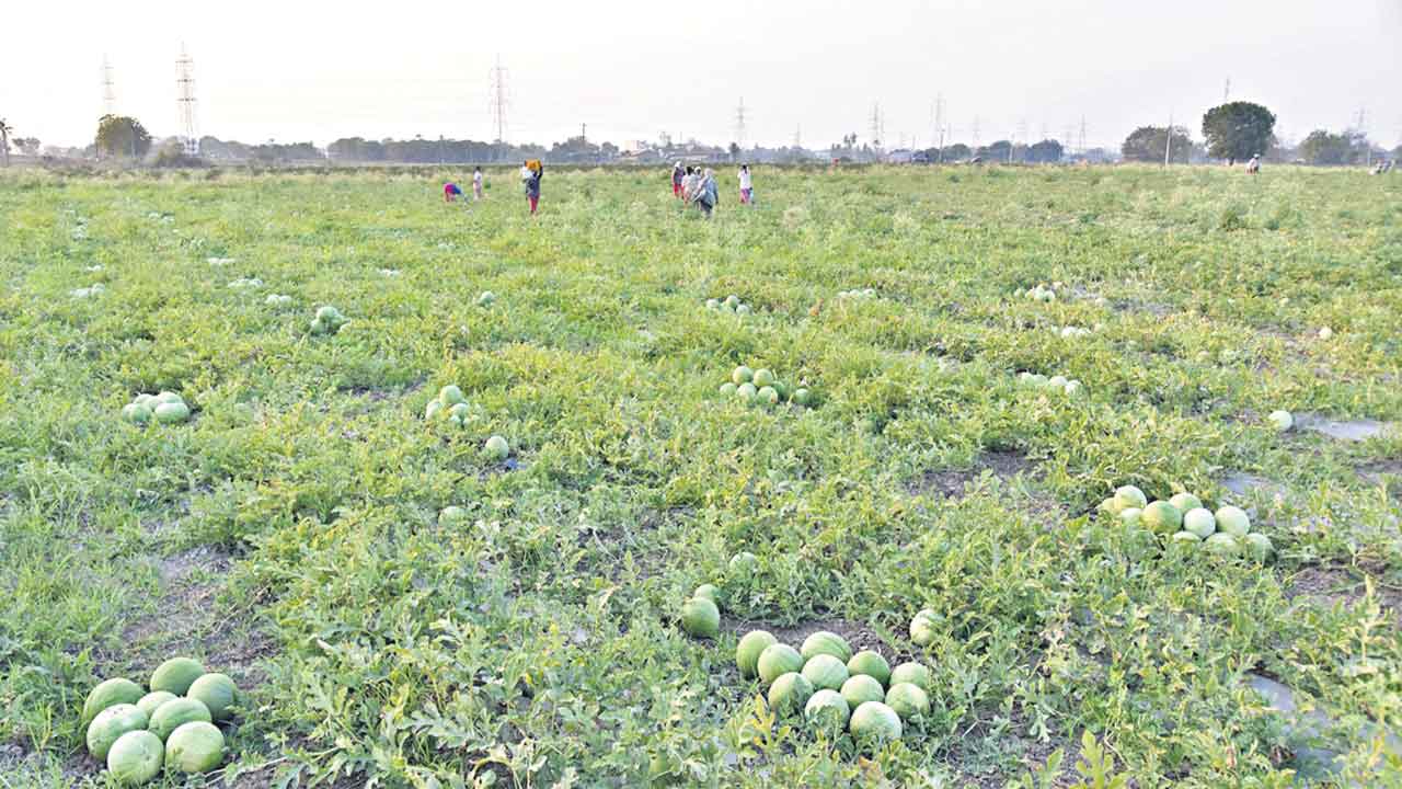 ‘వాటర్‌ మెలన్‌’ సాగు అదిరెన్‌!