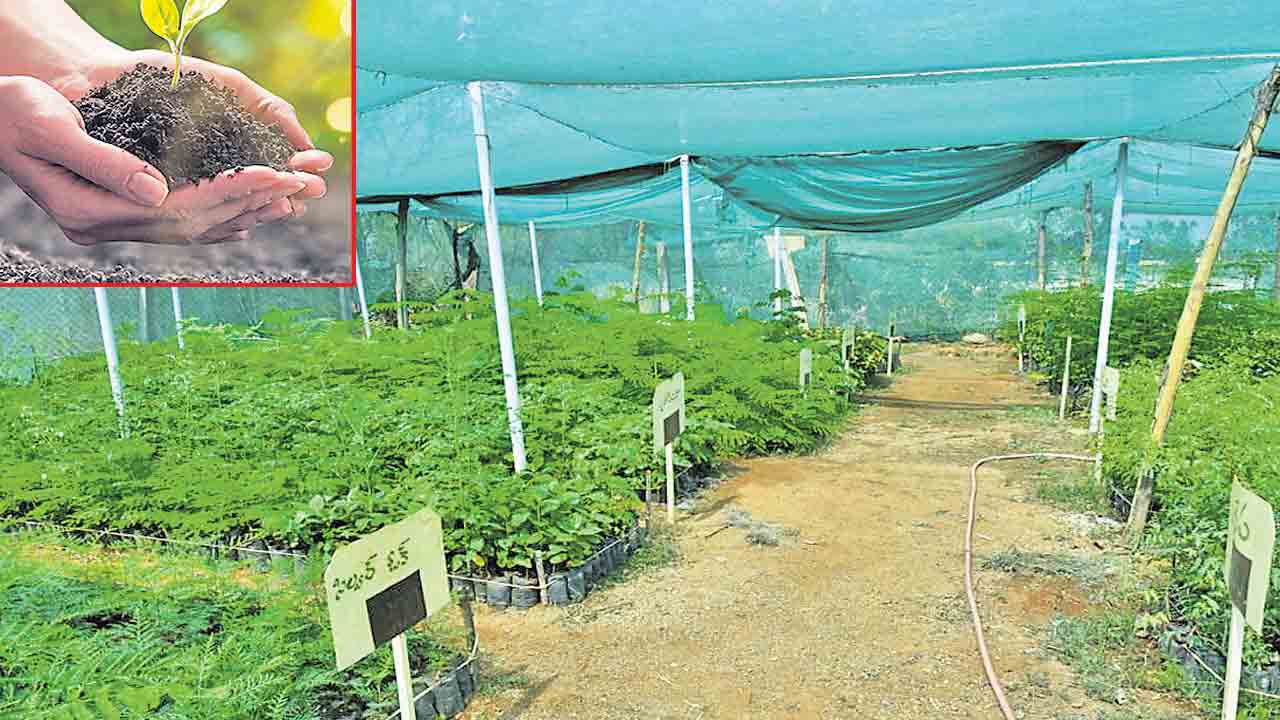 పుడమి తల్లికి పచ్చలహారం