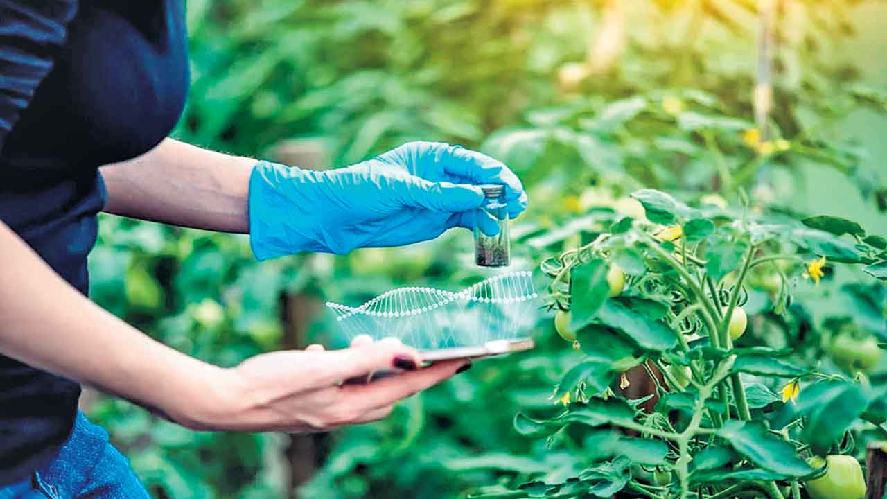 జీనోమ్‌ ఎడిటింగ్‌ సాగులో చీటింగ్‌