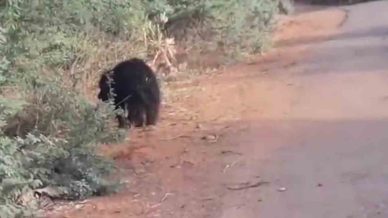కడవేర్గులో ఎలుగుబంటి సంచారం..భయాందోళనలో గ్రామస్తులు