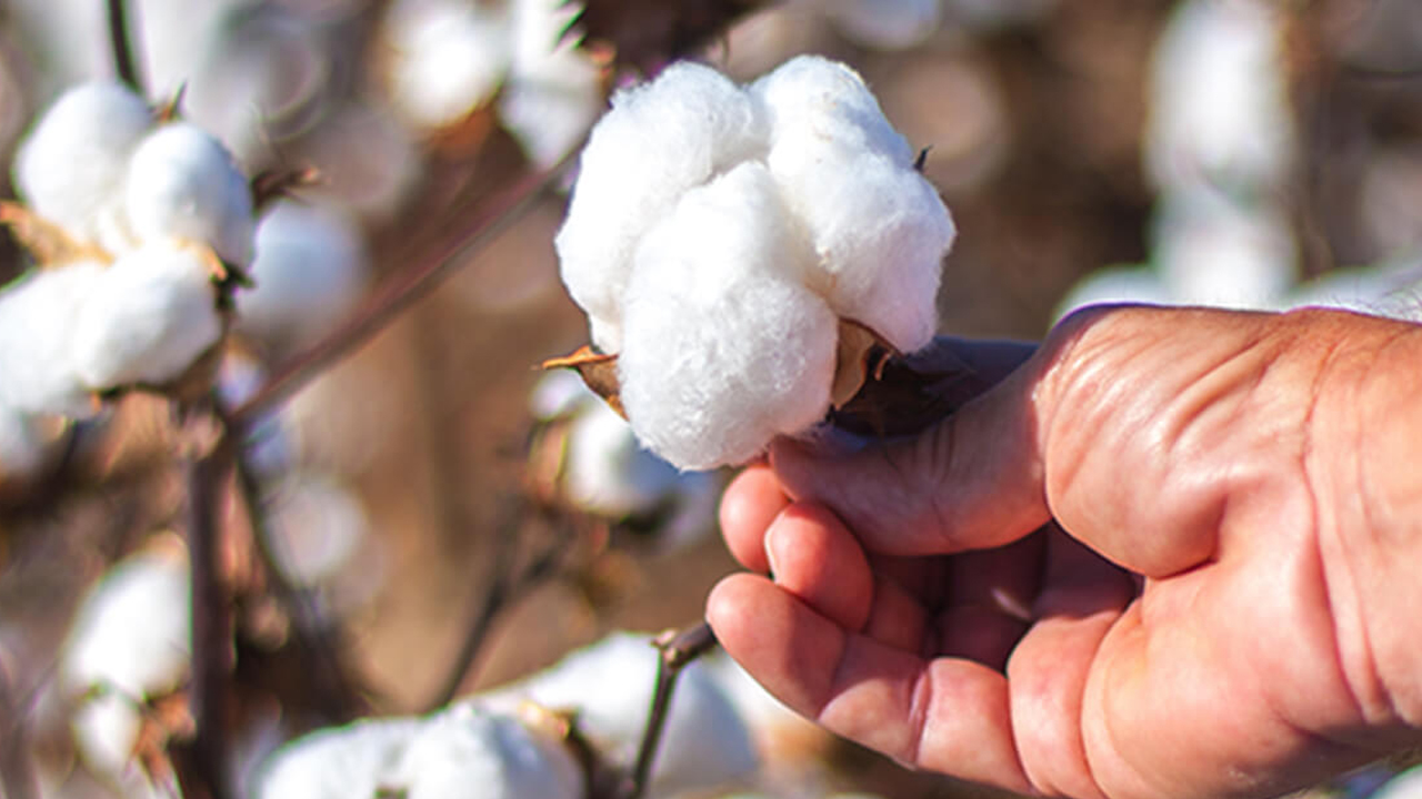 ఈ సీజన్‌ నుంచే సింగిల్‌ పిక్‌ కాటన్‌ సాగు