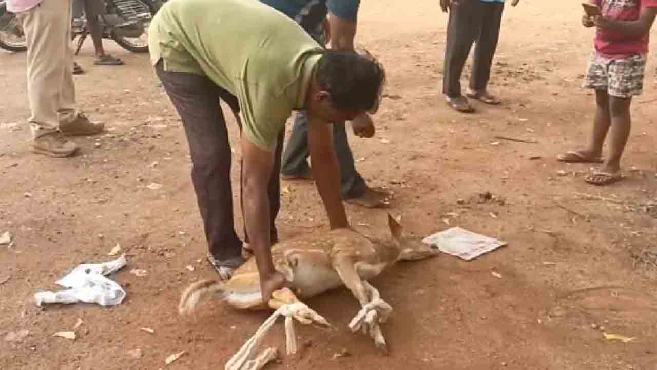 స‌త్తుప‌ల్లిలో దారుణం.. వీధి కుక్క‌ల దాడిలో మ‌చ్చ‌ల జింక మృతి