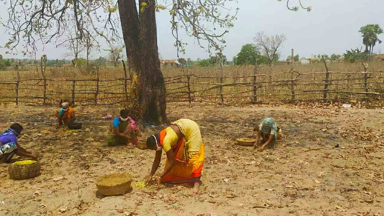 ఆదివాసుల దైవం ఇప్పపువ్వు