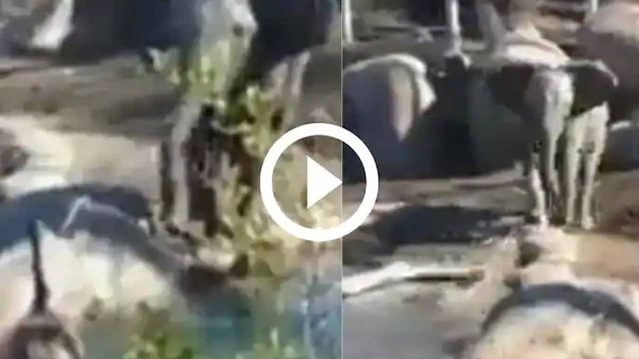 Viral Video: ప‌క్షిని ఆట‌ప‌ట్టించిన పిల్ల ఏనుగు..ఆ త‌ర్వాత ఏమైందంటే?