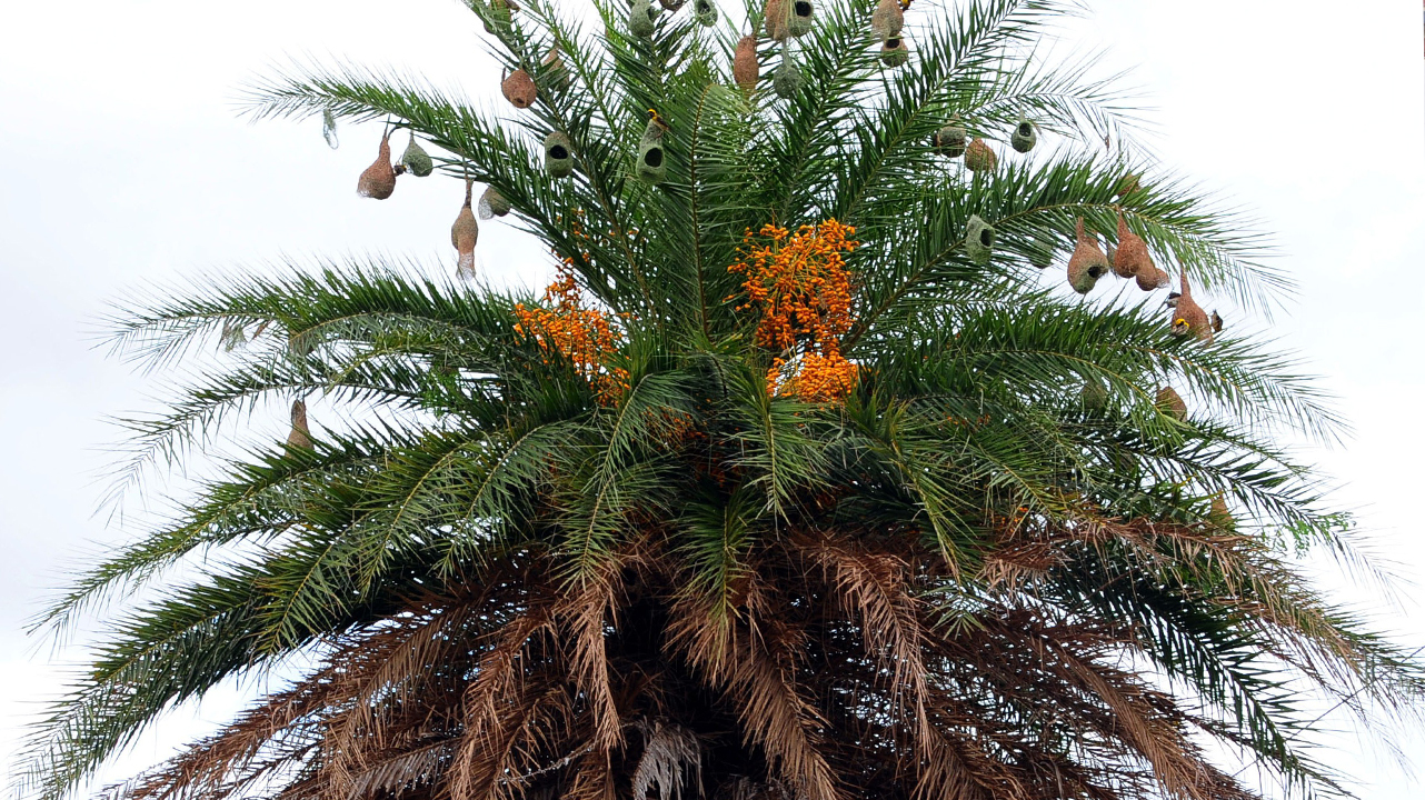 గిజిగాడ నీ గూళ్లు చూసేందుకు చాలవు రెండు కళ్లు