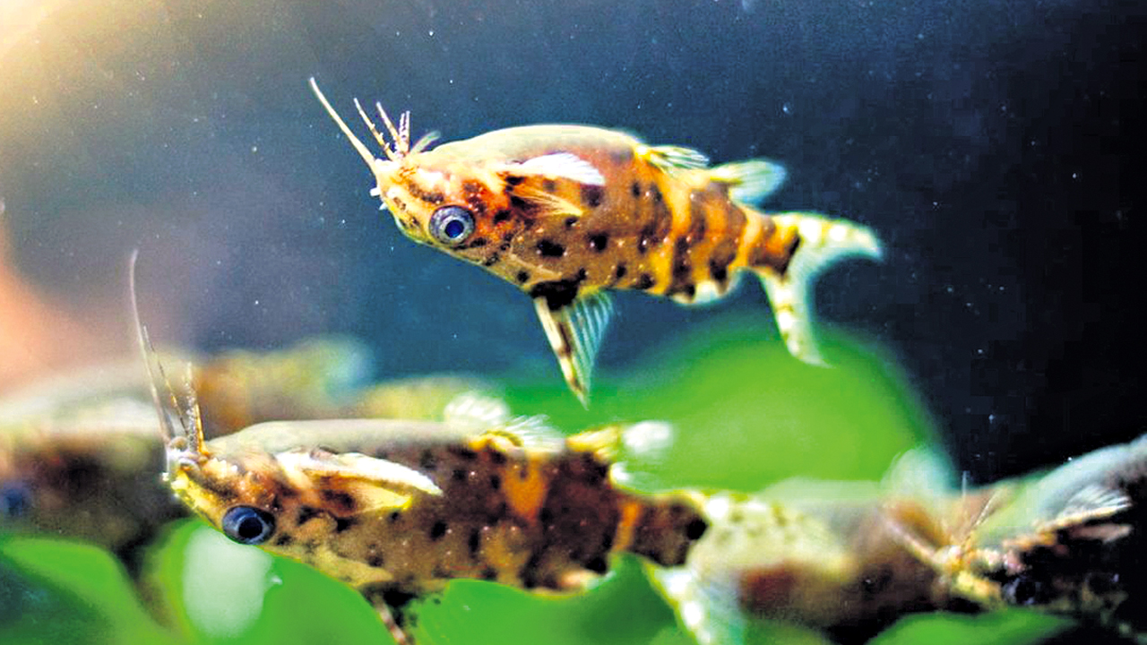 వెల్లకిలా ఈత కొట్టే చేపలను ఎప్పుడైనా చూశారా?