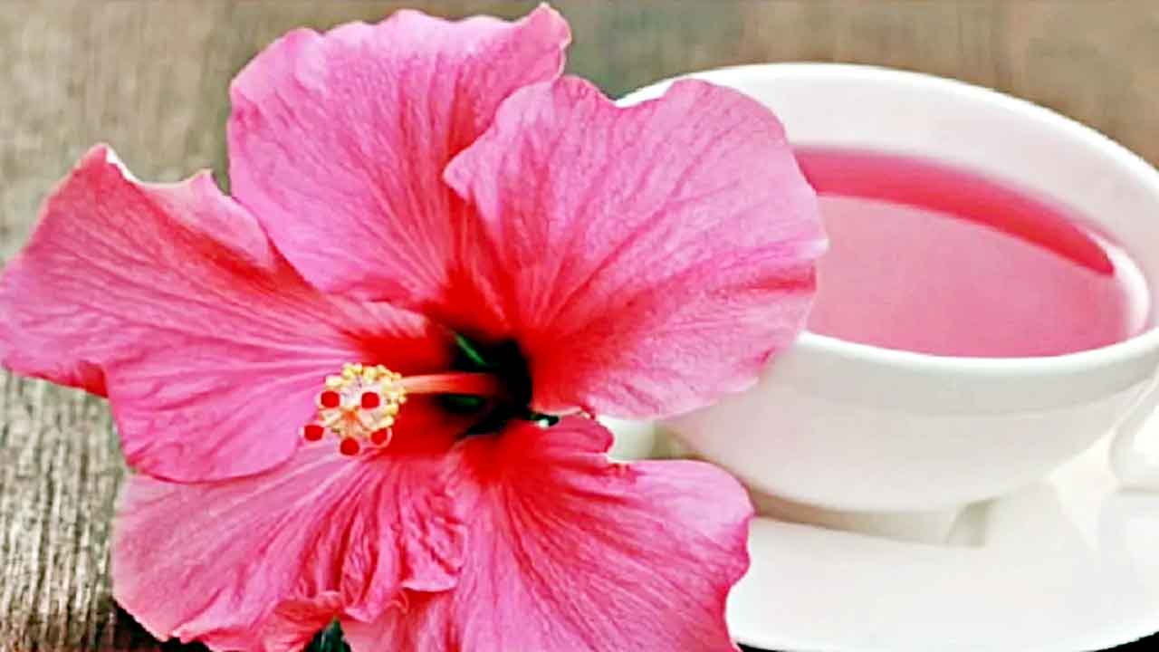 మందారం.. చాలా మంచిది!