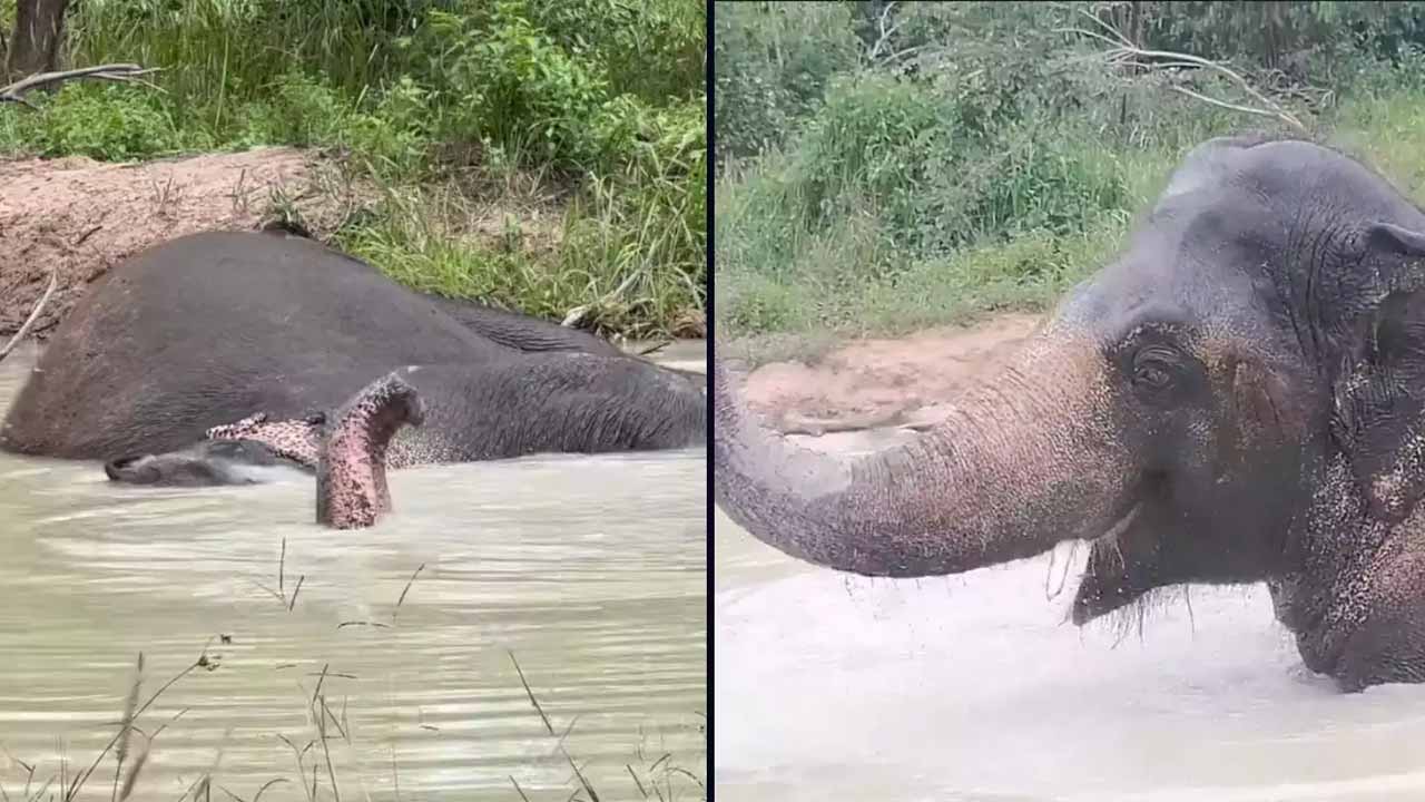 Viral video: ఒక‌ప్పుడు ఒంట‌రి ఏనుగు.. ఇప్పుడు దోస్తుల‌తో క‌లిసి ఎంజాయ్ చేస్తోంది..!!