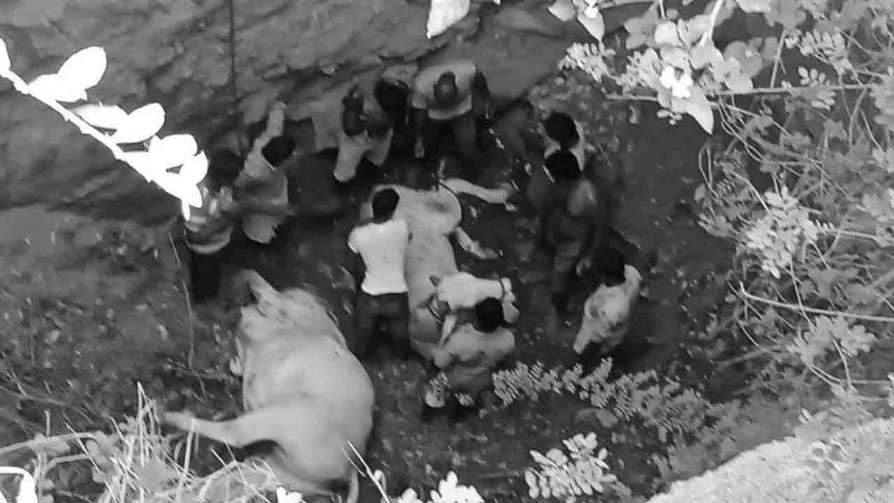 బావిలో పడి రెండుఎద్దులు మృతి.. ఇద్దరు రైతులకు గాయాలు