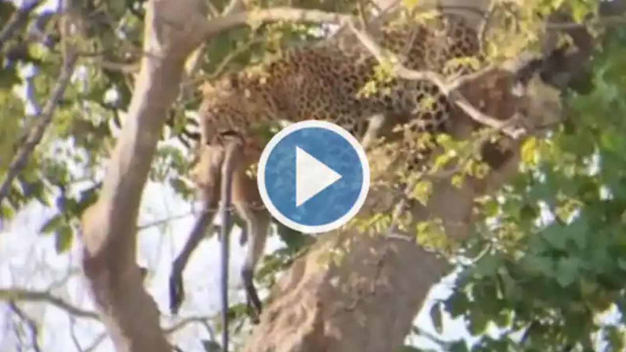 Viral Video: చెట్టుపై కోతిని వేటాడిన చిరుతపులి..పన్నా టైగర్ రిజర్వ్లో అరుదైన వీడియో!!