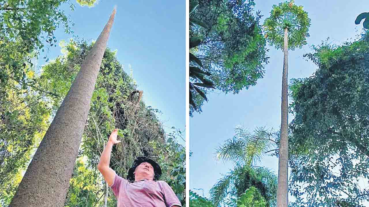 బొప్పాయి చెట్టు.. ఆకాశాన్ని తాకేట్టు..