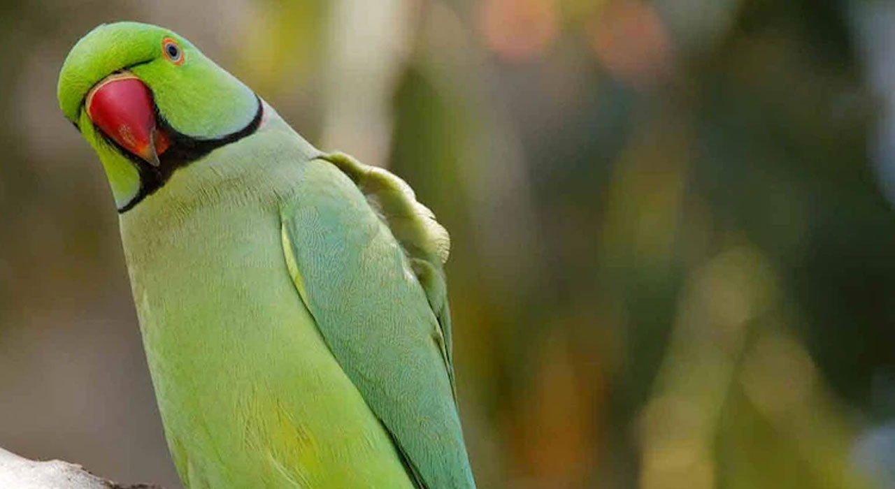 ఈ చిలుక‌ను ప‌ట్టిస్తే.. రూ. 5 వేలు.. ఊరంతా పోస్ట‌ర్లు వేసిన దంప‌తులు