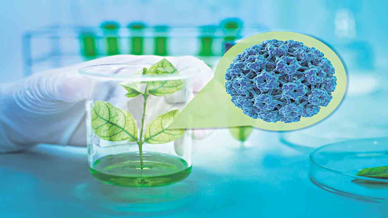 మొక్క ఆధారిత తొలి వ్యాక్సిన్‌