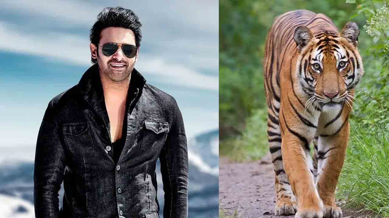 Prabhas | ఫ్లాప్స్ వ‌చ్చినా త‌గ్గ‌ని క్రేజ్..పులికి ప్ర‌భాస్ పేరు..!