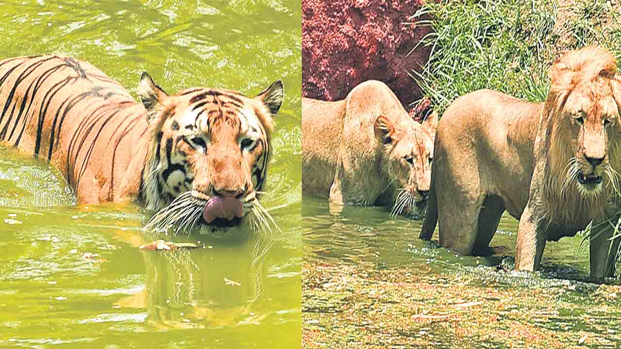 అదిగో పులి.. ఇదిగో సింహం..