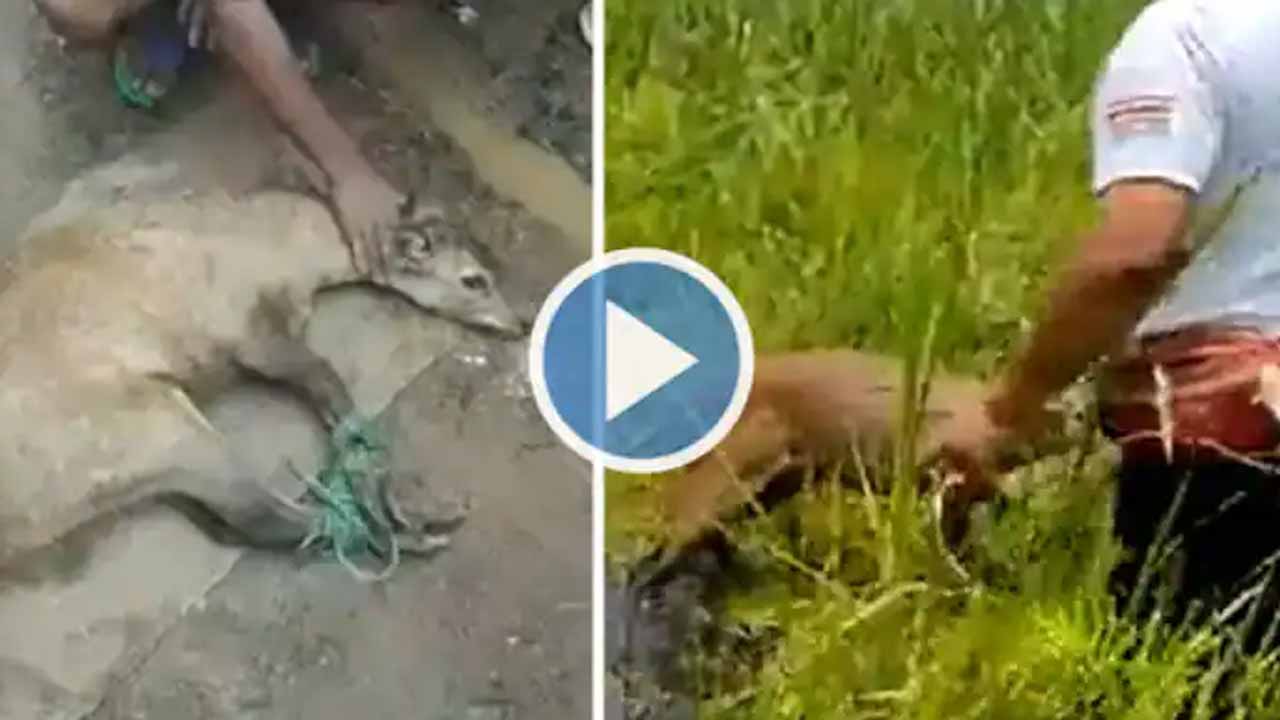 Viral video: అంత‌రించిపోయే ద‌శ‌లో ఉన్న సంగై జింకకు స‌ప‌ర్య‌లు.. మాన‌వ‌త్వం చాటిన మ‌ణిపురి గ్రామ‌స్తులు