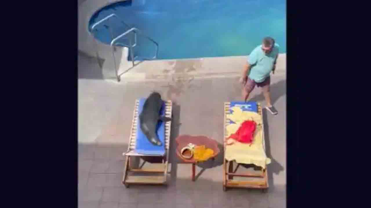 Viral Video: బీచ్‌లో సేద‌తీరుదామ‌నుకున్నాడు.. కానీ సీ ల‌య‌న్‌ను చూడ‌గానే..!!