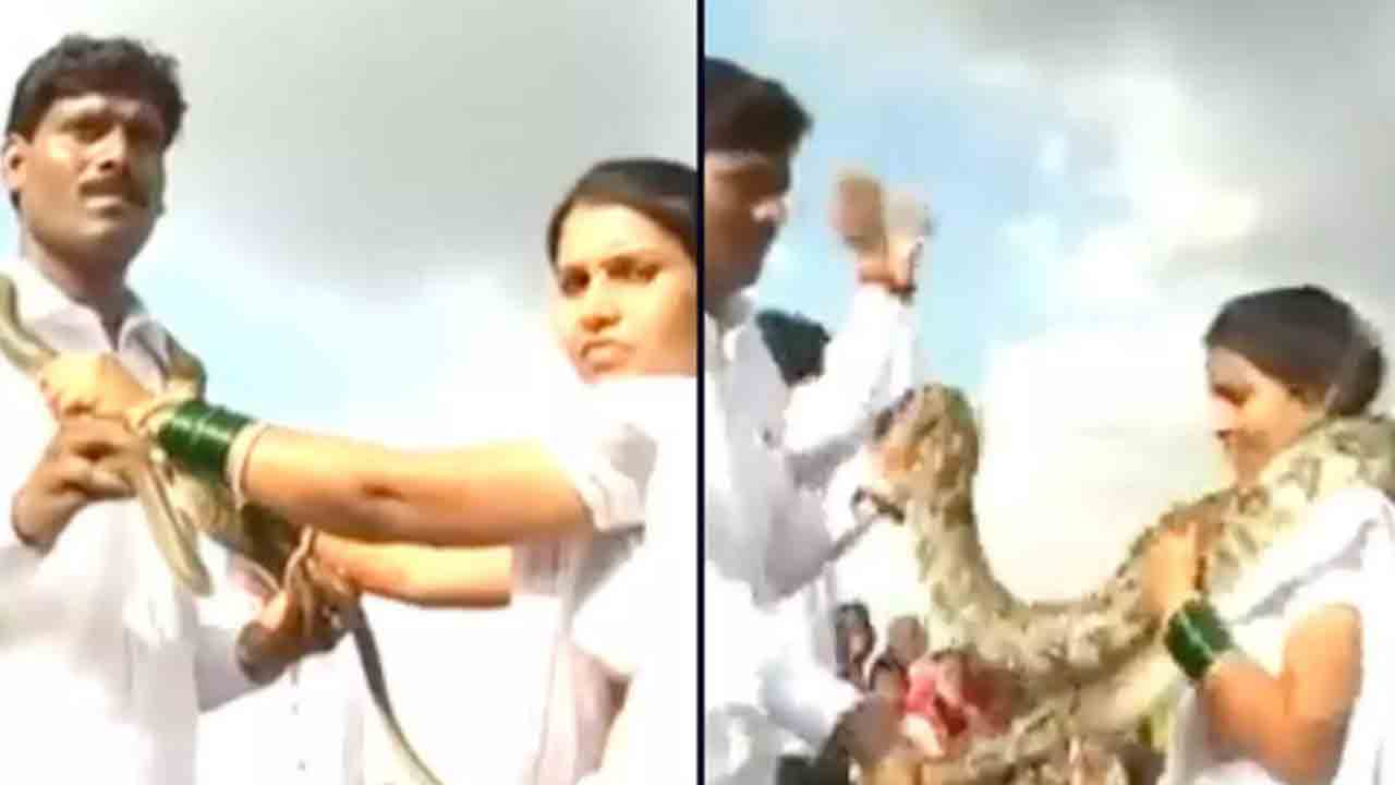 Viral video: వింత వివాహం… పాములను దండలుగా మార్చుకున్న వధువరులు