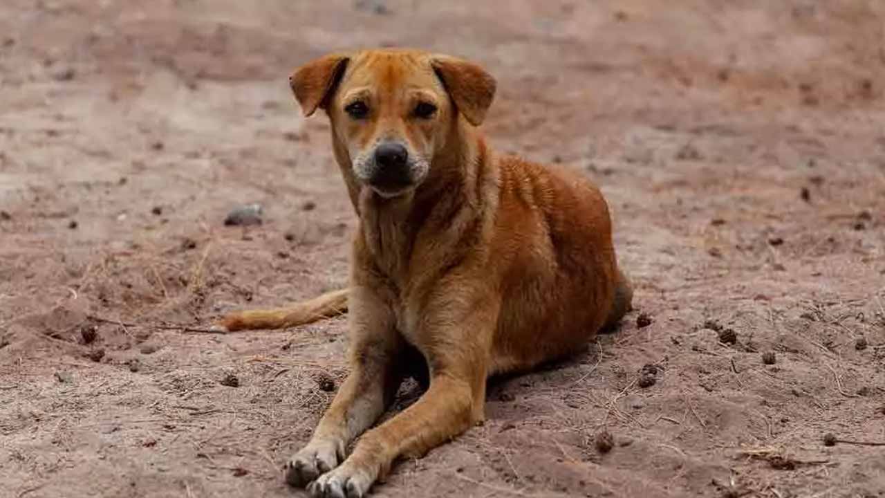 తండ్రీకొడుకులు క‌లిసి వీధికుక్క‌ను క‌ట్టెతో కొట్టిచంపారు.. ఆ త‌ర్వాత ఏమైందంటే?