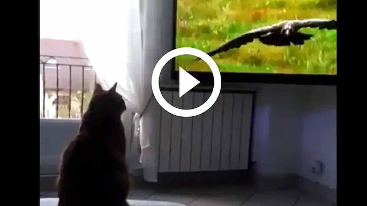 Viral Video: టీవీలో రాబందును చూసి ప‌రుగులు పెట్టిన పిల్లి..!!