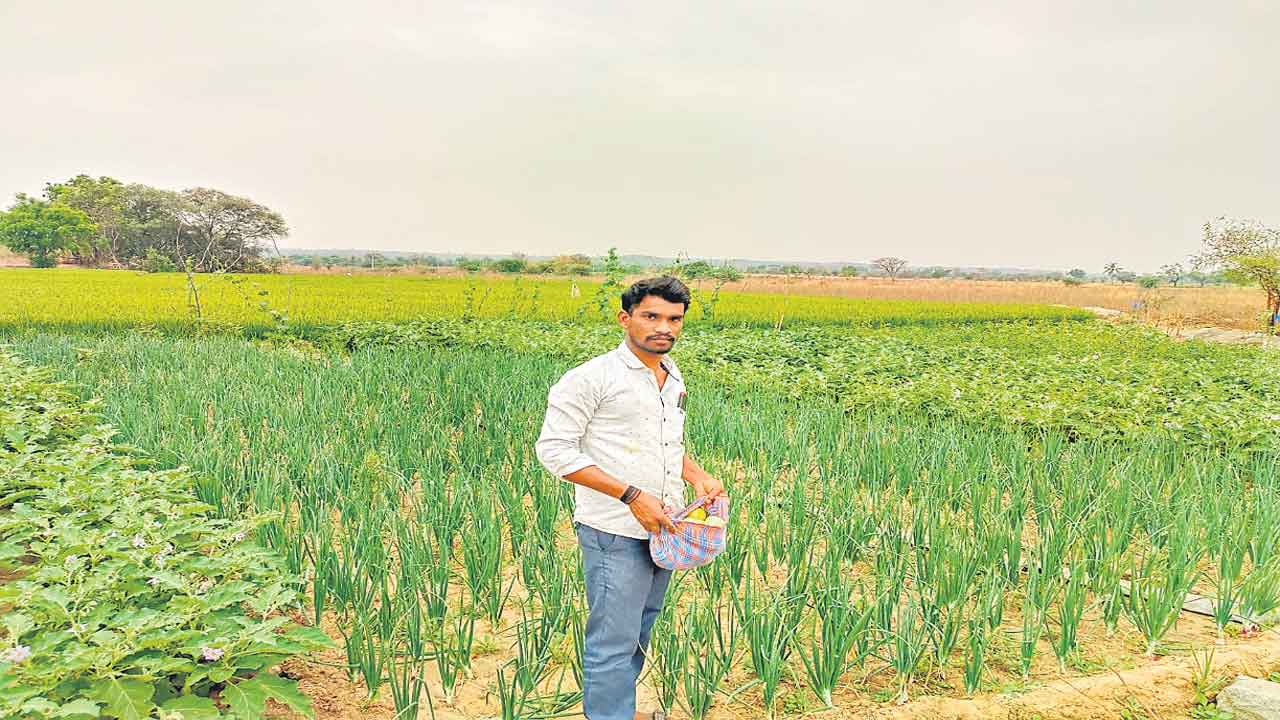 అంతర సాగు.. లాభాలు బాగు