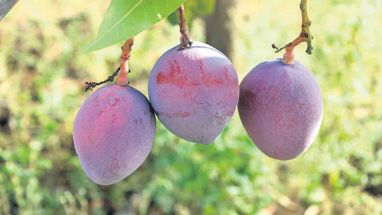 ఈ మామిడి కాయ ఒక్కోటి రూ.200.. కిలో రూ.500.. ఏంటి దీని స్పెషల్‌?