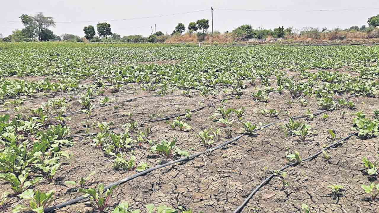 డ్రిప్ తో లాభాలు