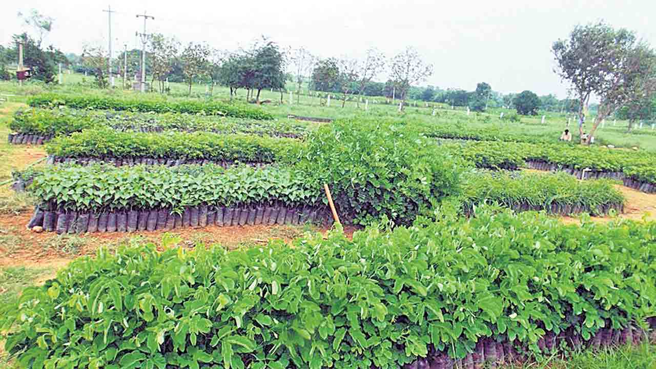 హరితహారానికి అంతా రెడీ