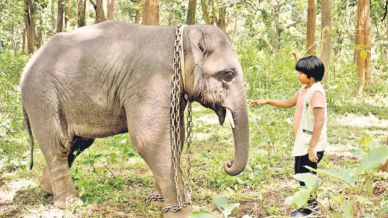 ఏనుగును కాపాడేందుకు