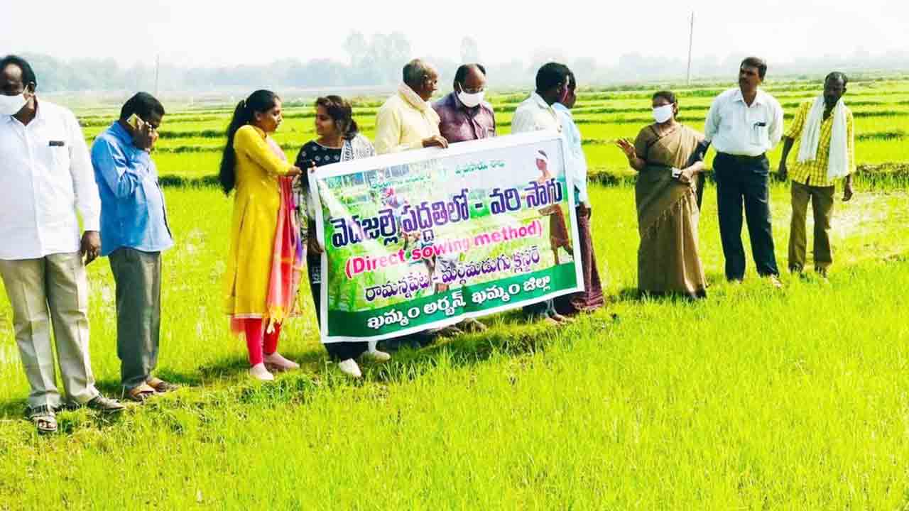 కరివెద సాగు దిగుబడి బాగు