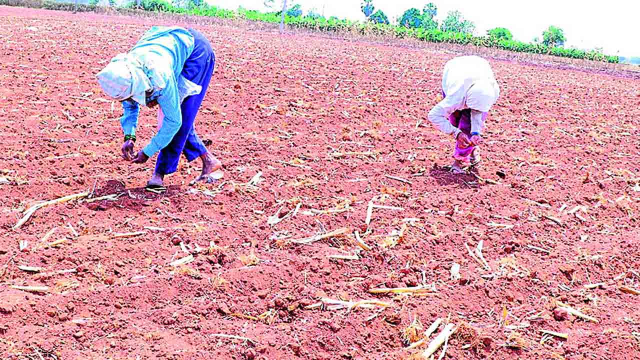 సాగుబాట