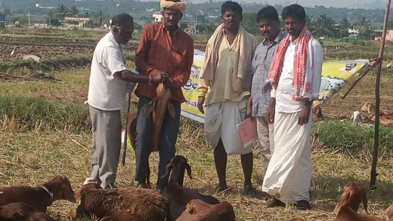 జీవాల ఆరోగ్యంపై శ్రద్ధ తీసుకోవాలి