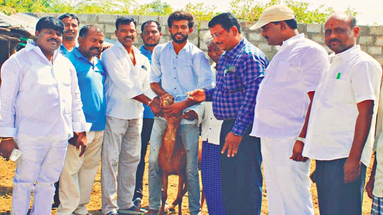 మూగజీవాల సంరక్షణకు ముందస్తు చర్యలు