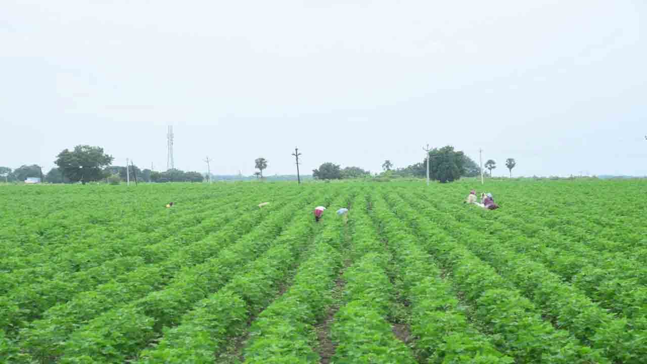 కొత్తరకం పత్తి పంట