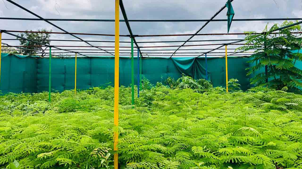 హరితహారానికి ఏర్పాట్లు పూర్తి