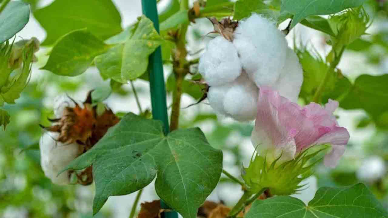 దూది పూవు తెల్ల బంగారమే !