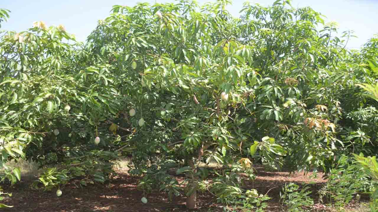 హరిత వనం.. రైతు హితం